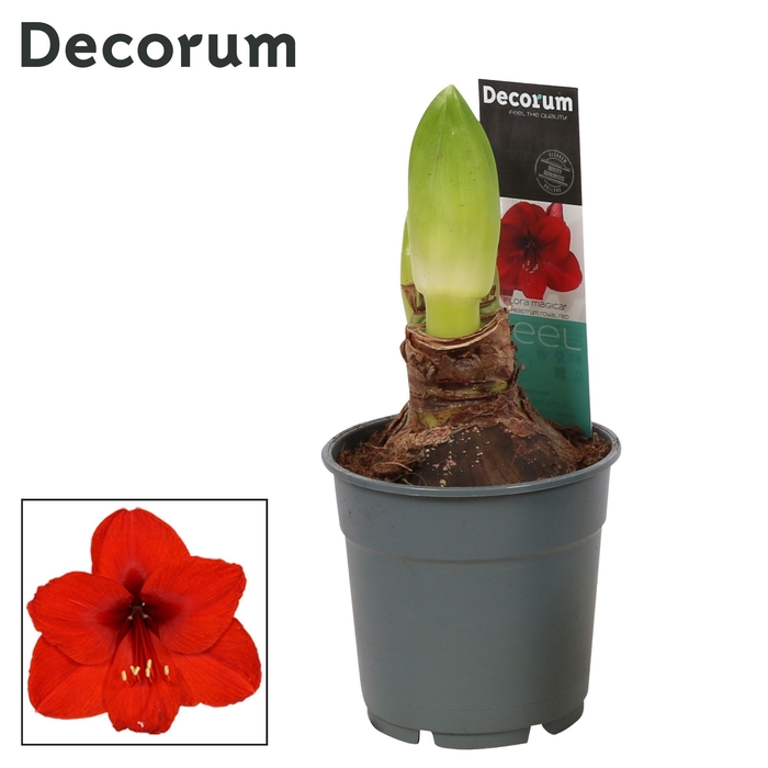 <h4>Hippeastrum Royal Red 2 knop Extra OP (Decorum)</h4>