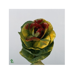 Brassica Wx (ex) Olijfgroen