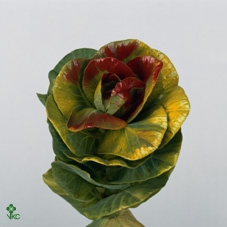 <h4>Brassica Wx (ex) Black Beaty</h4>