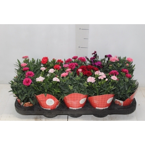 DIANTHUS DOBRADO P11