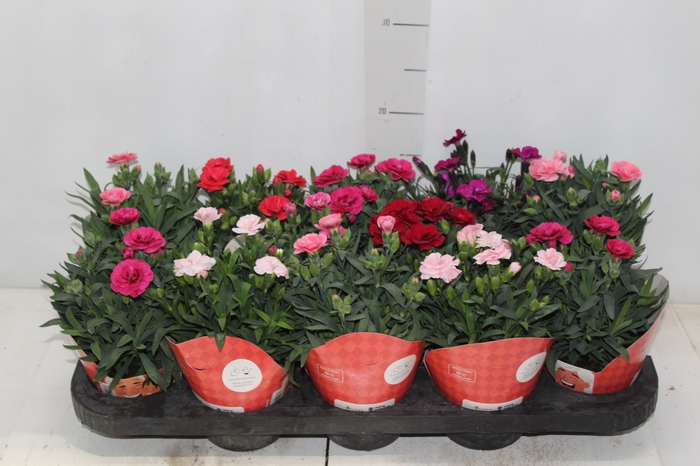 DIANTHUS DOBRADO P11