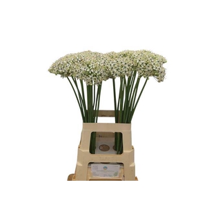 Allium nigrum
