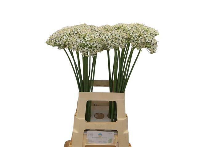 <h4>Allium nigrum</h4>