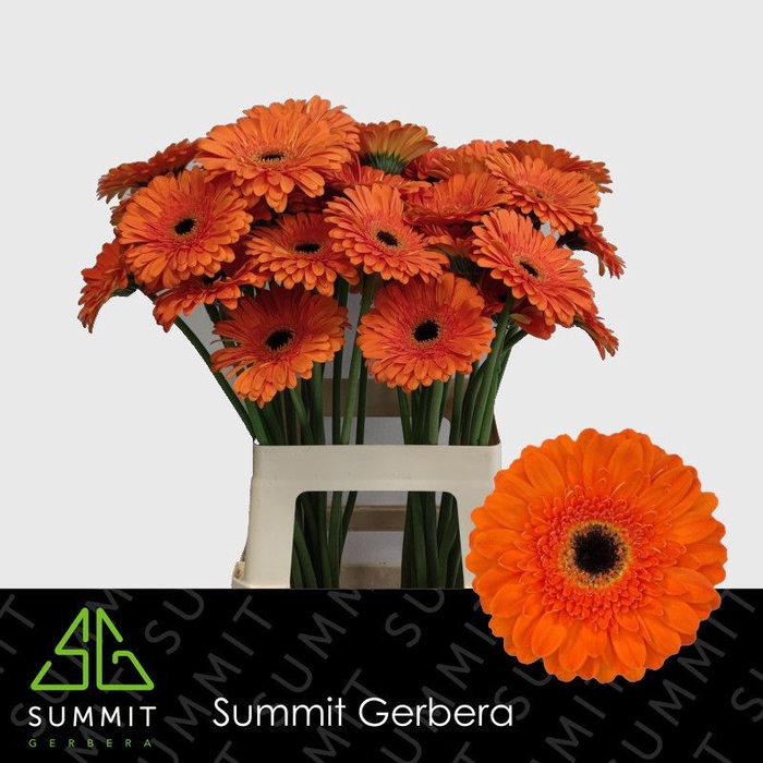 <h4>Gerbera Bonanaza Lang Gelijk 56cm Water x40</h4>