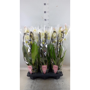 Phalaenopsis  'Elegant Cascade'