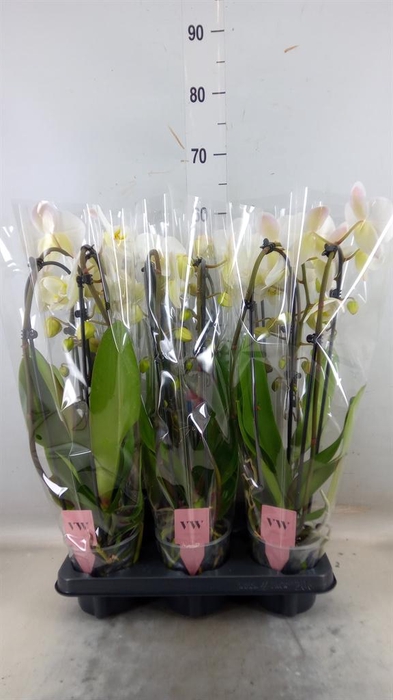 <h4>Phalaenopsis 'Elegant Cascade'</h4>