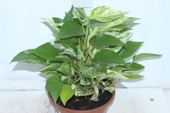 <h4>JIBOIA BRANCO C21</h4>