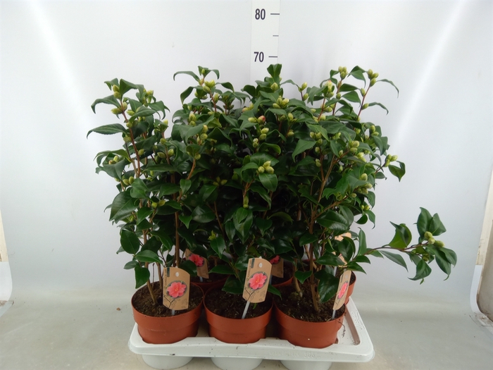 <h4>Camellia reticulata 'Mary Williams'</h4>