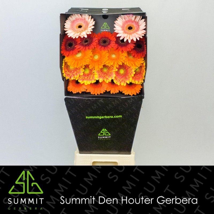 <h4>Germini Mix Autumn Diamond</h4>