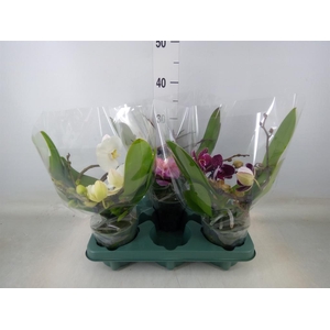 Phalaenopsis  'Muse'   ...mix