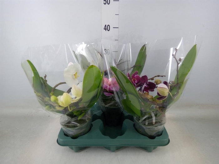 <h4>Phalaenopsis 'Muse' ...mix</h4>