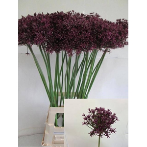 ALLIUM GROOTBLOEMIG