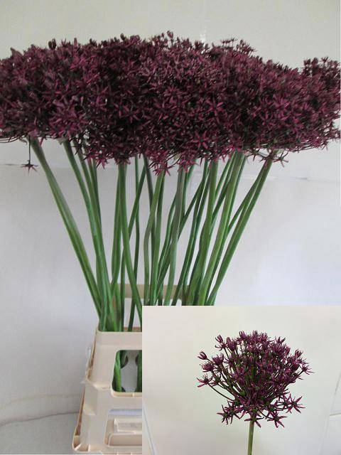 <h4>ALLIUM GROOTBLOEMIG</h4>