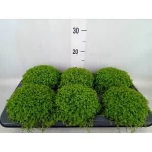 Soleirolia soleirolii   ...green