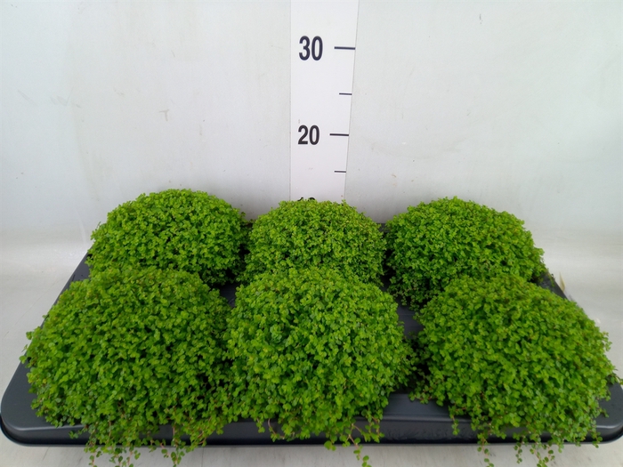 <h4>Soleirolia soleirolii   ...green</h4>