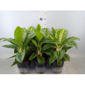Aglaonema  'Lemon Mint'