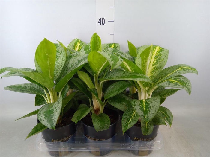 <h4>Aglaonema  'Lemon Mint'</h4>