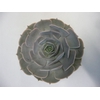 Echeveria Pollux Cutflower Wincx-10cm