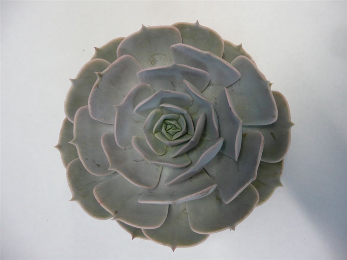 Echeveria Pollux Cutflower Wincx-10cm