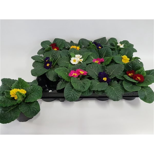 <h4>Primula acaulis gemengd</h4>