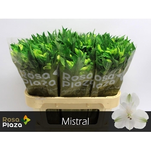 ALSTR MISTRAL