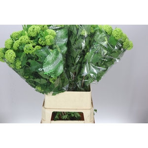 Viburnum Roseum Ex