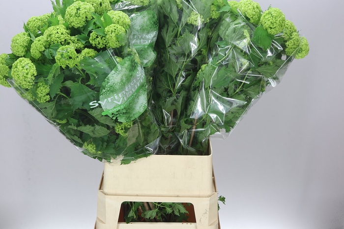 <h4>Viburnum Roseum Ex</h4>