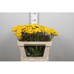 Achil F Parker Variety