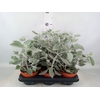 Kalanchoe NF   ...