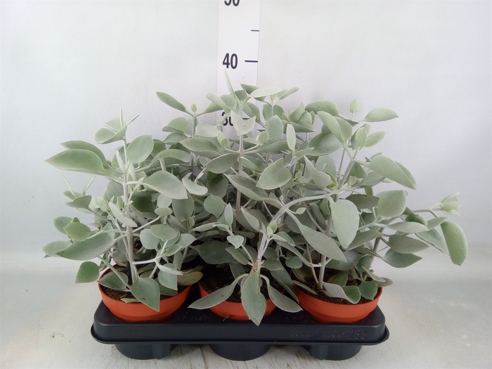 Kalanchoe NF   ...