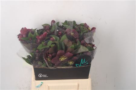 <h4>Hell Mammoth Red</h4>