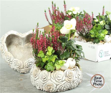 <h4>Arr Tuinplanten H%</h4>