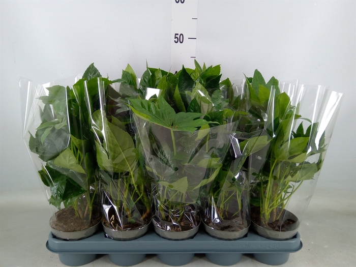 <h4>Fatsia japonica   ...</h4>