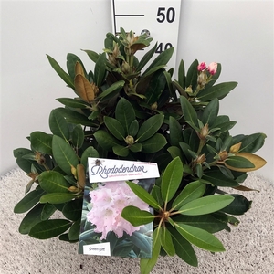 Rhodo. (Y) 'Silberwolke' white/pink