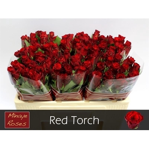 R Gr Red Torch Minaye