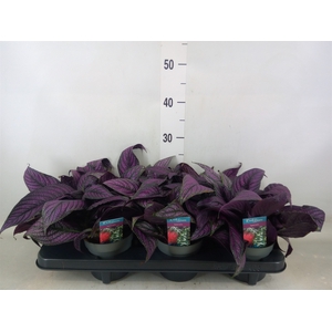 Strobilanthes