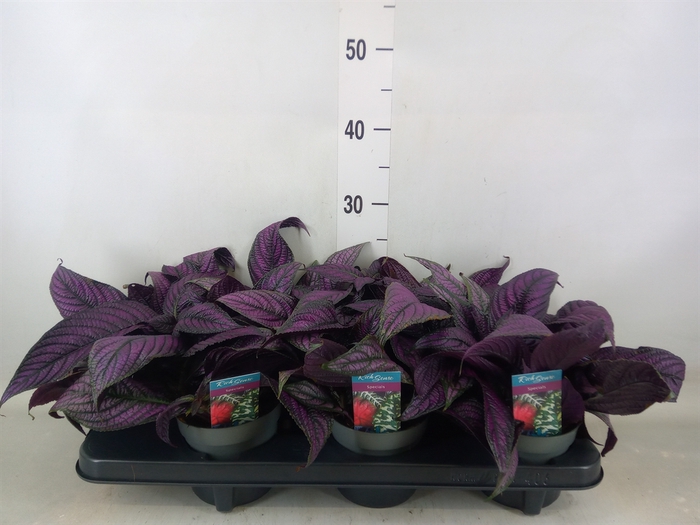 <h4>Strobilanthes</h4>