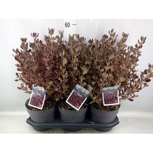 Coprosma   ...mix