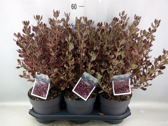 <h4>Coprosma   ...mix</h4>