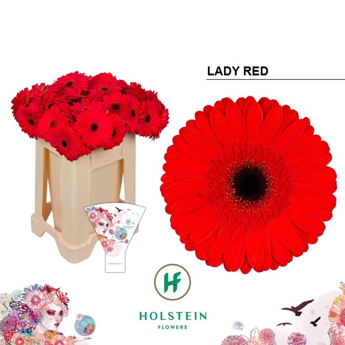 <h4>Gerbera Lady Red</h4>