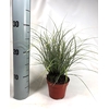 Carex Jubilo