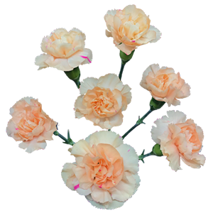 <h4>DIAN.TR. Danny</h4>