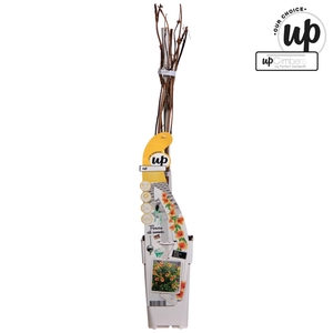 Campsis x tagliabuana