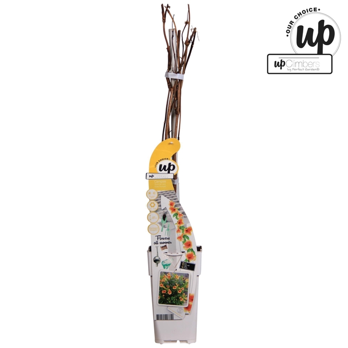 <h4>Campsis x tagliabuana</h4>