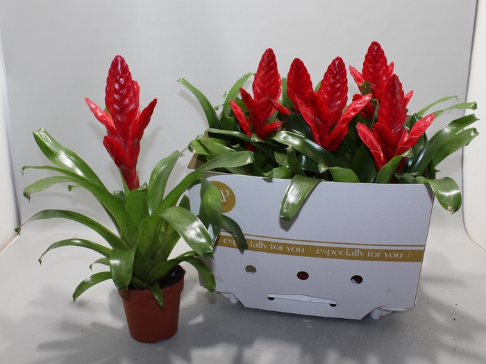 <h4>VRIES X POELMANII</h4>