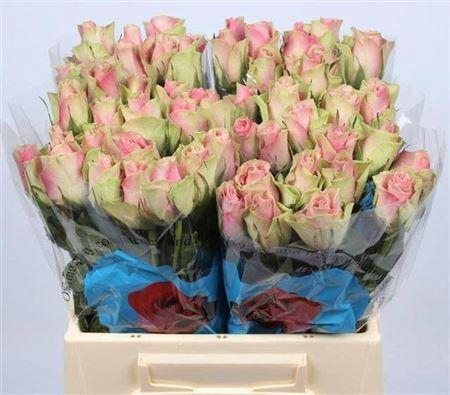 <h4>R Gr Belle Rose</h4>