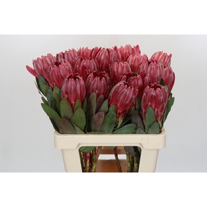 Protea Sharon