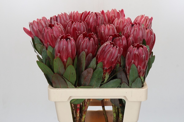 Protea Sharon