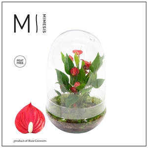 Mimesis Anthurium KARMA Million Flowers - Terrarium Nature