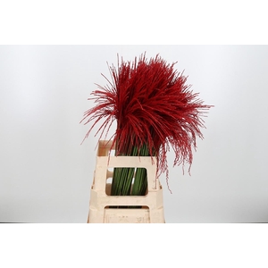 Miscanthus Kl Bh Rood